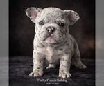 Puppy SOFIA French Bulldog