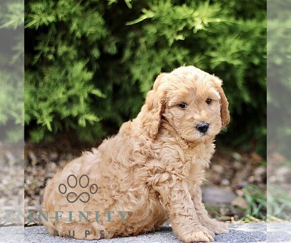 Medium Photo #4 Goldendoodle (Miniature) Puppy For Sale in KINZERS, PA, USA