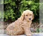 Small #3 Goldendoodle (Miniature)