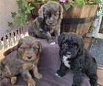 Image preview for Ad Listing. Nickname: Litter of 7