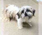 Small Shih Tzu
