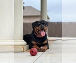 Small #17 Rottweiler