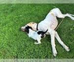 Small #11 Great Dane