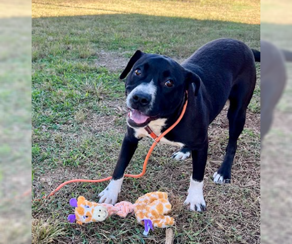 Medium Photo #4 Boxer-Unknown Mix Puppy For Sale in Roaring River, NC, USA