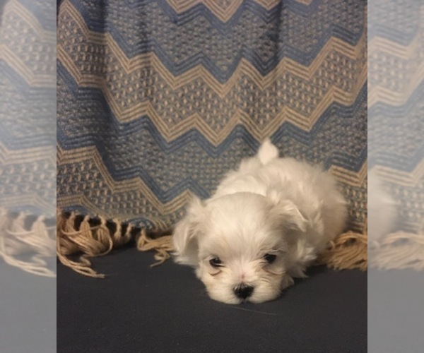 Medium Photo #5 Maltese Puppy For Sale in SALEM, MO, USA