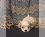 Small Photo #5 Maltese Puppy For Sale in SALEM, MO, USA