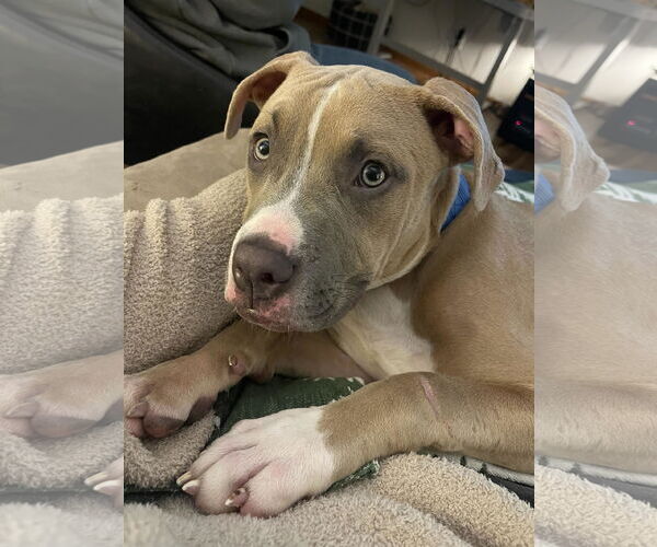 Medium Photo #5 Boxer-Unknown Mix Puppy For Sale in Princeton, MN, USA