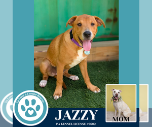 American Pit Bull Terrier-Labrador Retriever Mix Dogs for adoption in Kimberton, PA, USA