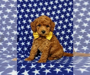 Goldendoodle Dog for Adoption in COCHRANVILLE, Pennsylvania USA
