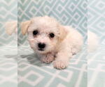 Small Poodle (Miniature) Mix