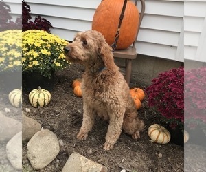 Mother of the Goldendoodle puppies born on 09/20/2020