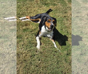 Henry - Male Beagle-Unknown Mix Dog for Adoption - Photo #2