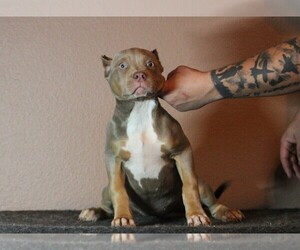 American Bully Puppy for sale in CRESTVIEW, FL, USA
