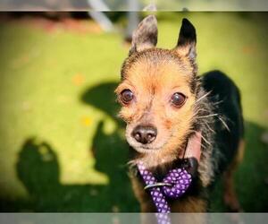 Chipin Dogs for adoption in Orlando, FL, USA