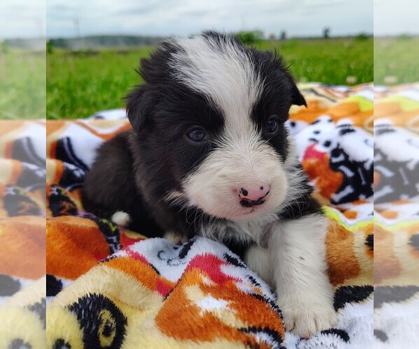 Medium Photo #108 Border Collie Puppy For Sale in NORBORNE, MO, USA