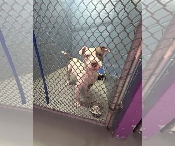 Medium Photo #4 American Pit Bull Terrier-Unknown Mix Puppy For Sale in Rowlett, TX, USA