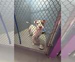Small #3 American Pit Bull Terrier Mix