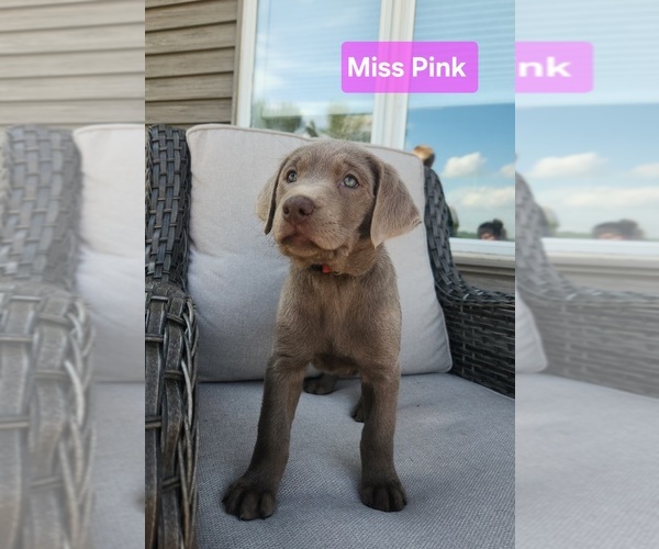 Medium Photo #10 Labrador Retriever Puppy For Sale in GARVIN, MN, USA
