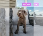 Small Photo #10 Labrador Retriever Puppy For Sale in GARVIN, MN, USA