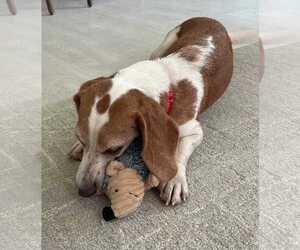 Teela - Female Beagle Dog for Adoption - Photo #4