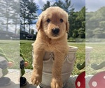 Image preview for Ad Listing. Nickname: AKC Expecting