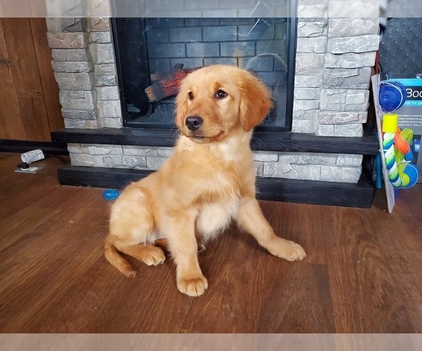 Medium Photo #6 Golden Retriever Puppy For Sale in FALCON, CO, USA