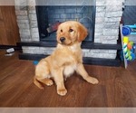 Small Photo #6 Golden Retriever Puppy For Sale in FALCON, CO, USA