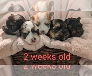 Morkie Litter for sale in VIRGINIA BEACH, VA, USA