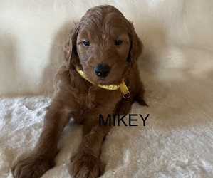 Goldendoodle Puppy for sale in CLAREMORE, OK, USA
