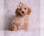 Small #1 Goldendoodle (Miniature)