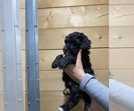 Small Photo #3 Bernese Mountain Dog-Portuguese Water Dog Mix Puppy For Sale in LONG GROVE, IA, USA