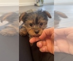 Small Photo #3 Yorkshire Terrier Puppy For Sale in MARTINSVILLE, IN, USA