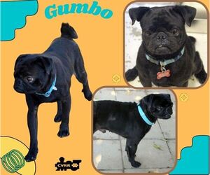 Pug Dogs for adoption in Lindsay, CA, USA