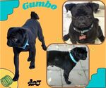 Small Pug