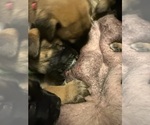 Small Photo #13 Belgian Malinois Puppy For Sale in JACKSONVILLE, FL, USA