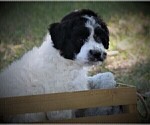 Small Photo #5 Bordoodle Puppy For Sale in OLATHE, CO, USA