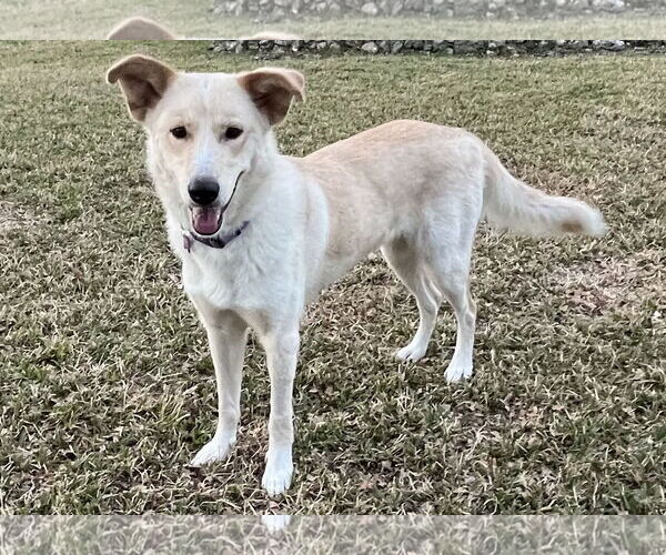 Medium Photo #1 Collie-Labrador Retriever Mix Puppy For Sale in Fort Worth, TX, USA