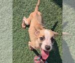 Small #1 Labrador Retriever Mix