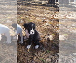 Puppy Brynn Boxer