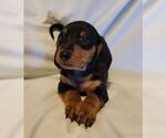 Small #1 Dachshund