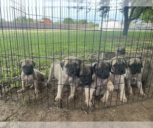 Mastiff Litter for sale in KYLE, TX, USA