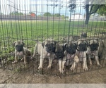 Image preview for Ad Listing. Nickname: Litter of 6