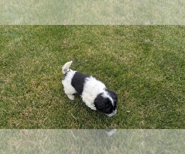 Medium Photo #12 Cocker-Pei Puppy For Sale in GOSHEN, IN, USA