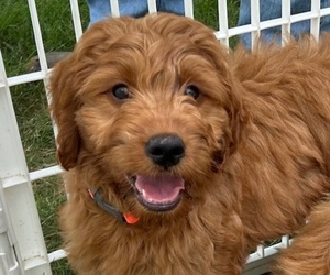 Goldendoodle (Miniature) Puppy for sale in HULL, IA, USA
