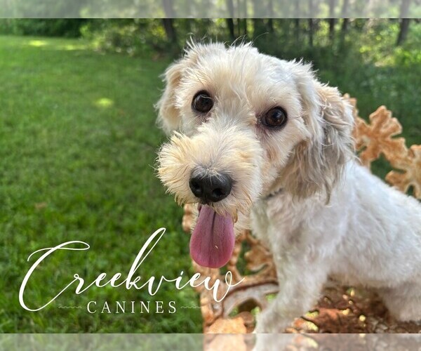 Medium Photo #1 Havanese Puppy For Sale in NIANGUA, MO, USA