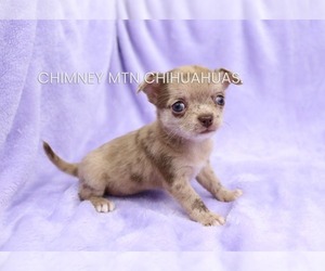 Chihuahua Puppy for sale in MUSKOGEE, OK, USA