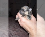 Small Photo #11 Pomeranian Puppy For Sale in RUTLEDGE, PA, USA
