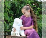 Small #3 Samoyed