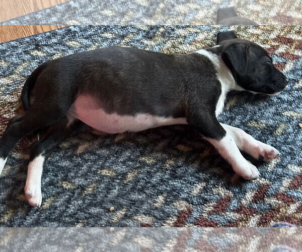 Medium Photo #3 American Pit Bull Terrier-Labrador Retriever Mix Puppy For Sale in Clarkston, MI, USA
