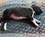 Small #2 American Pit Bull Terrier-Labrador Retriever Mix